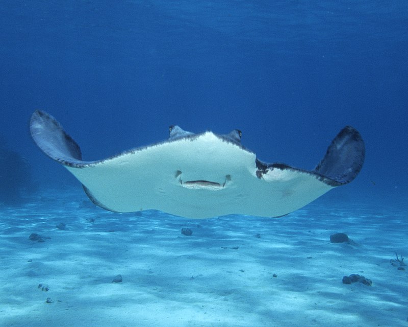 Stingray City