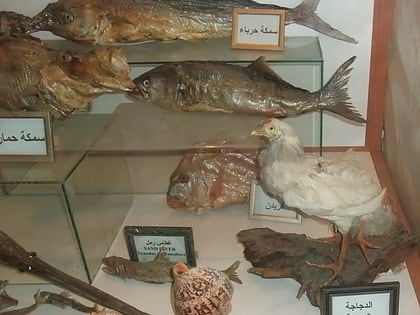 lebanese marine and wildlife museum dzunija