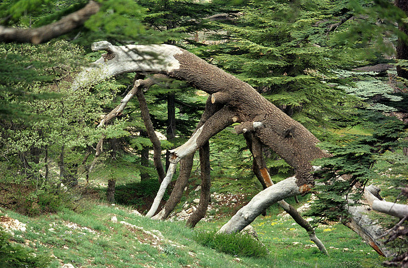 Bosque de los cedros de Dios