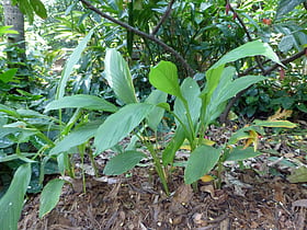 New Ranweli Spice Garden