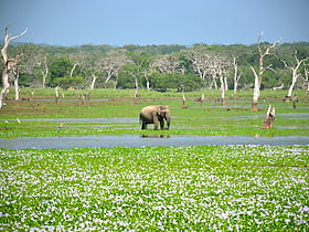 parc national de yala