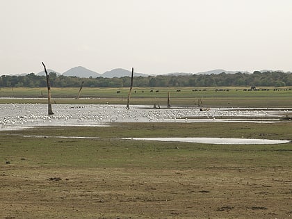 minneriya national park