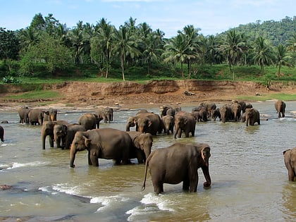 Pinnawala Elephant Orphanage