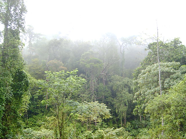 Sinharaja Forest Reserve