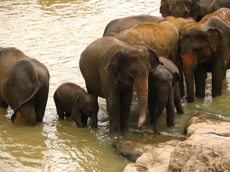 Sierociniec dla słoni Pinnawala