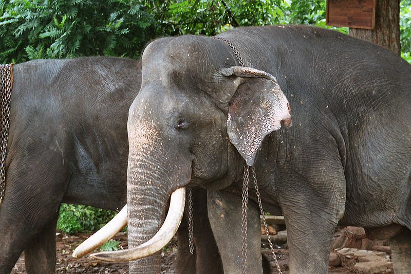 Sierociniec dla słoni Pinnawala