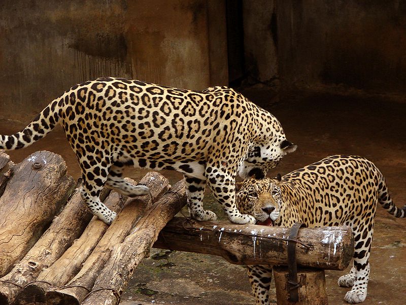 Jardín zoológico nacional de Sri Lanka