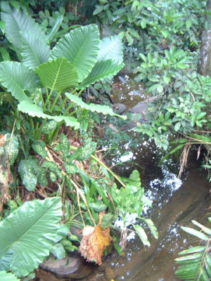 Reserva forestal de Sinharaja