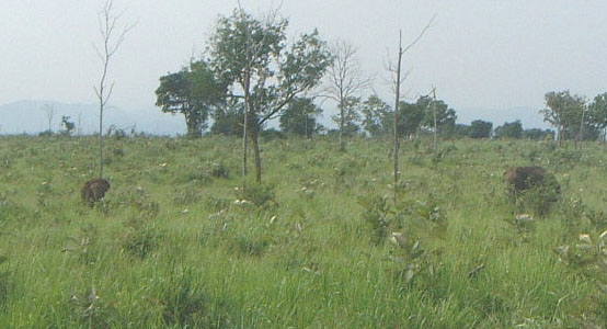 Park Narodowy Udawalawe