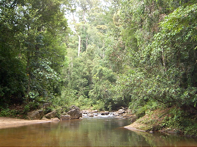 Sinharaja Forest