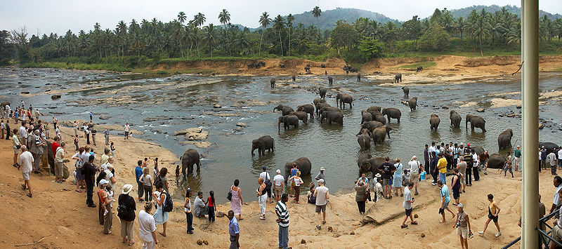 Pinnawala Elephant Orphanage