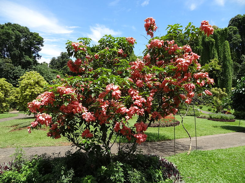 Real Jardín Botánico de Peradeniya