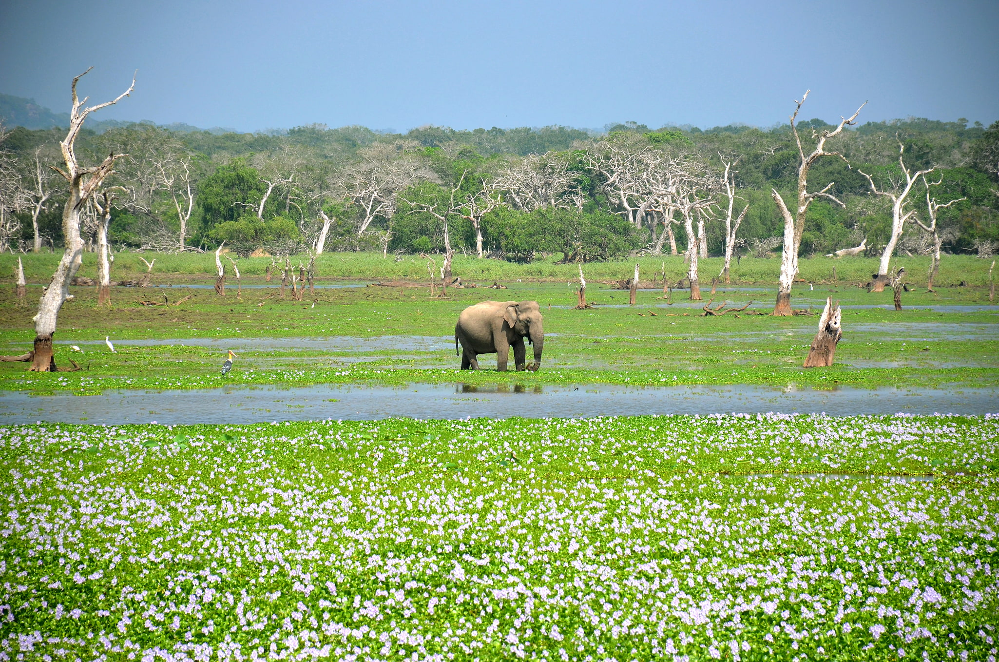 Park Narodowy Yala, Sri Lanka