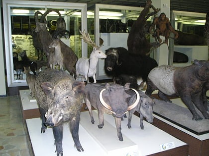 muzeum zoologiczne tadasa ivanauskasa kowno