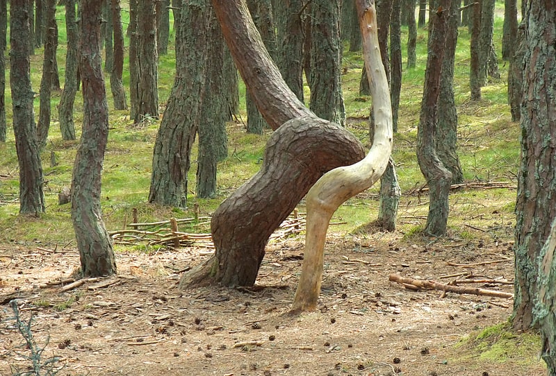 dancing forest istmo de curlandia