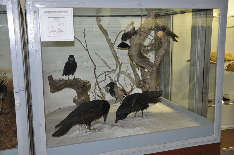 Tadas Ivanauskas Zoological Museum