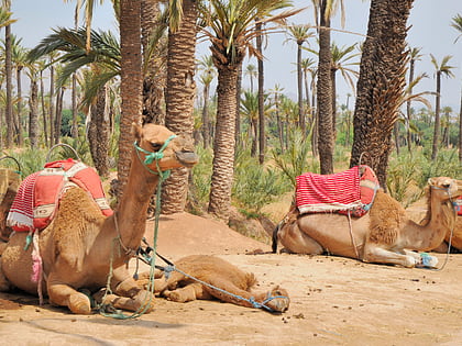 Palmeral de Marrakesh