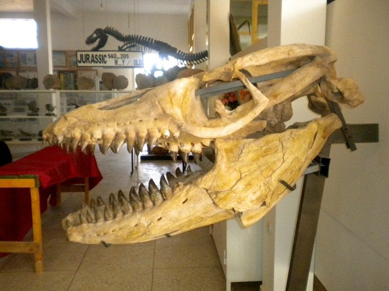 museum fossils arfud