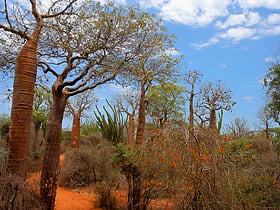 Madagascar spiny forests