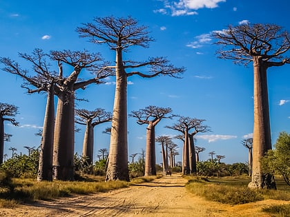 avenida de los baobabs morondava