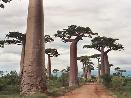 allee des baobabs