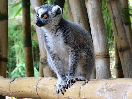 Parc de lémuriens à Madagascar