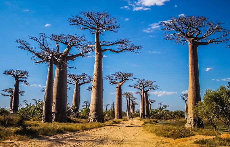 avenue of the baobabs morondava
