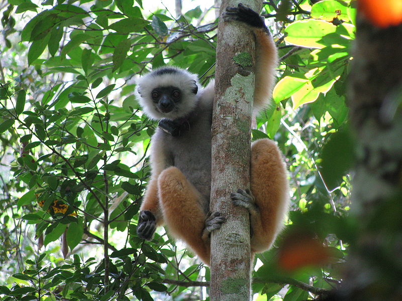 Parque nacional de Andasibe-Mantadia