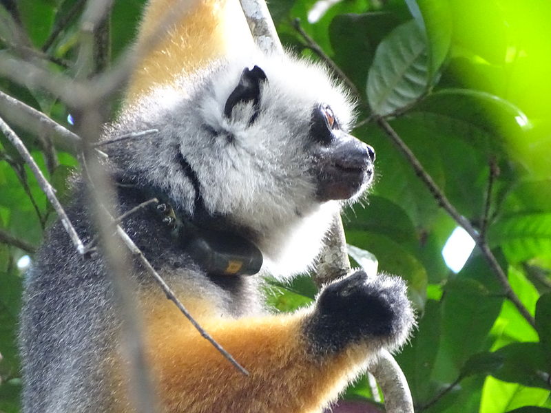 Parque nacional de Andasibe-Mantadia