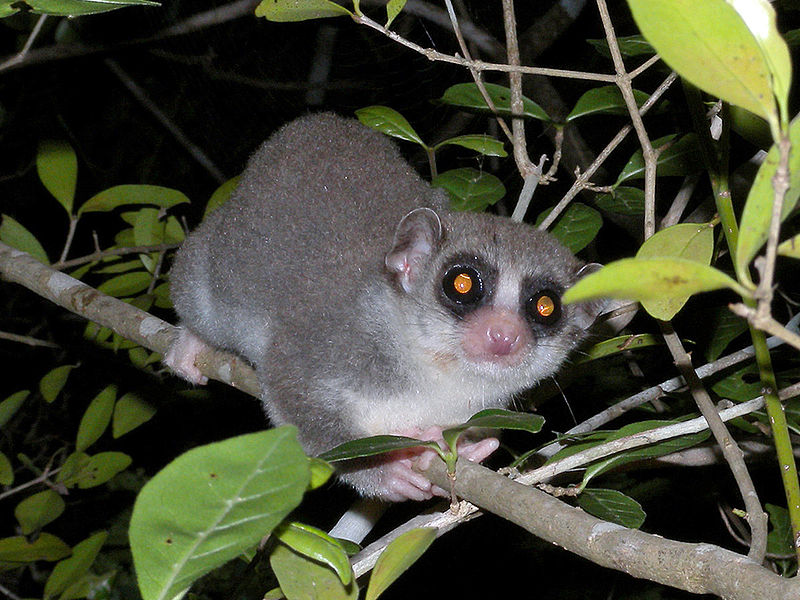 Parque nacional de Kirindy Mitea