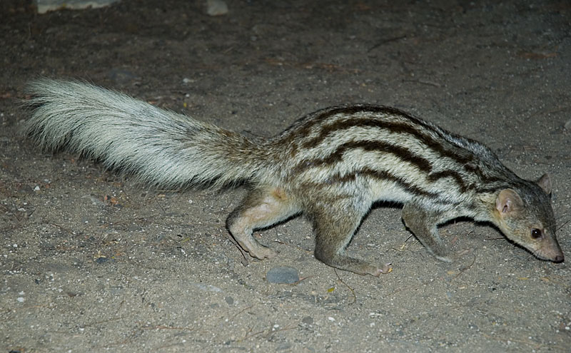 Fourrés épineux de Madagascar