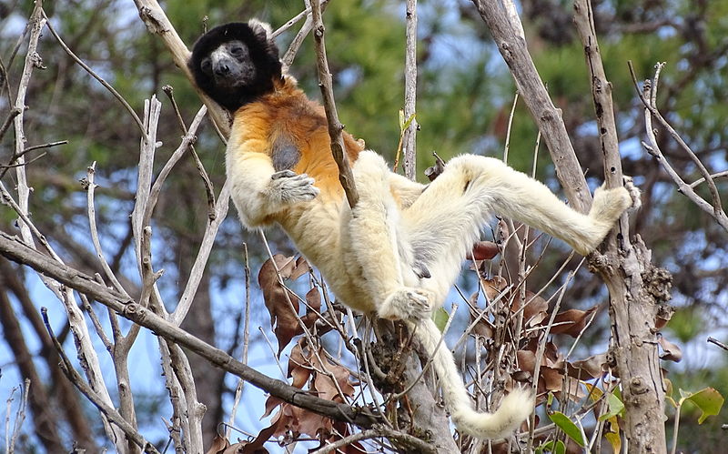 Parc de lémuriens à Madagascar