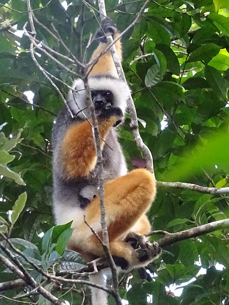 Parque nacional de Andasibe-Mantadia