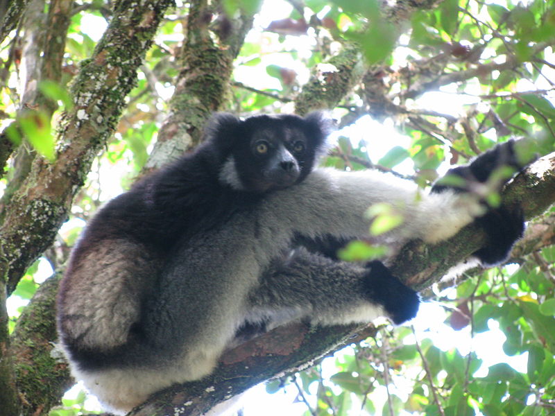 Parque nacional de Andasibe-Mantadia