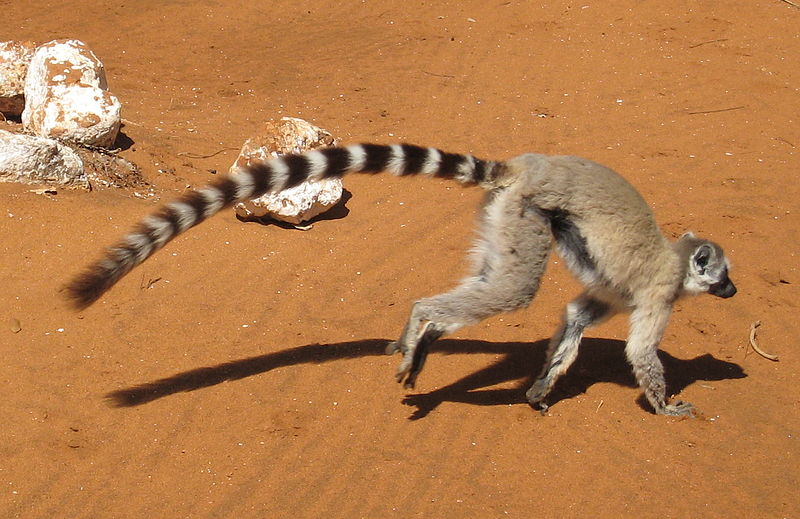 Fourrés épineux de Madagascar