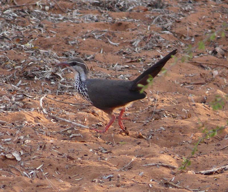 Fourrés épineux de Madagascar