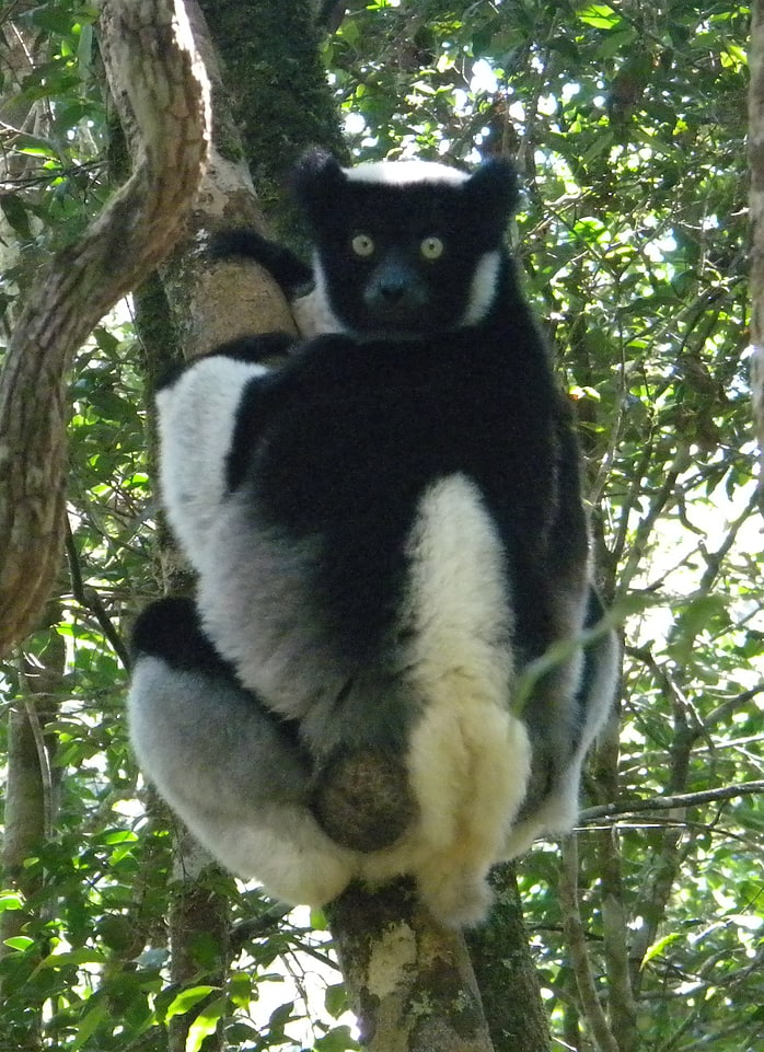 Zahamena National Park, Madagaskar