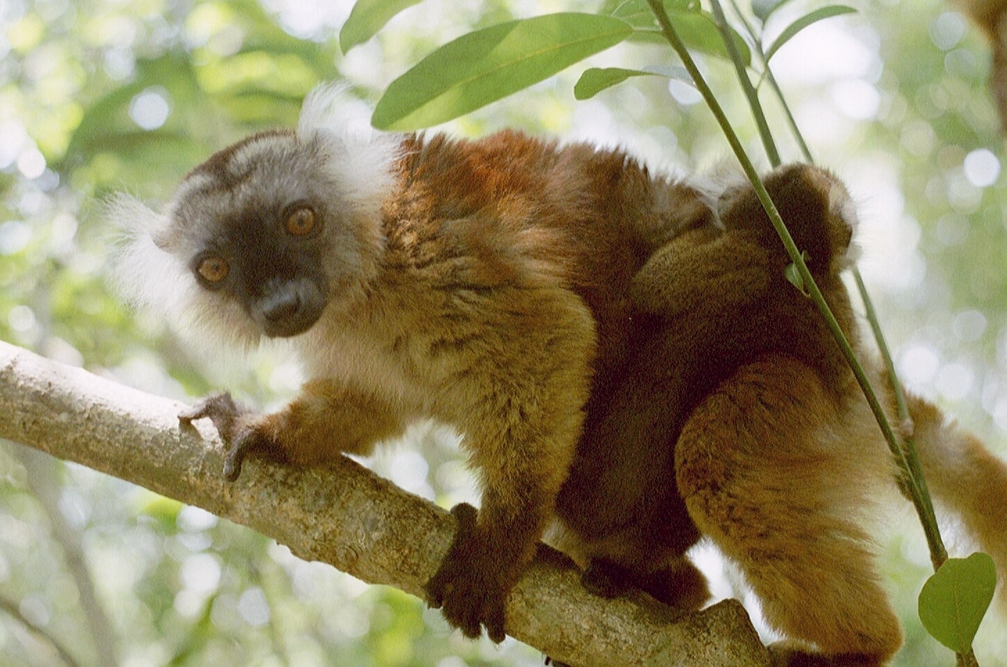 Nosy Be, Madagascar