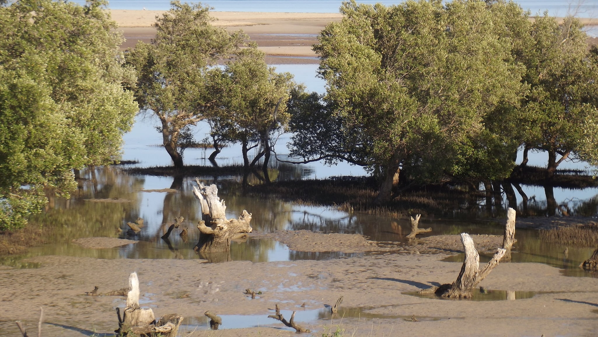 Mangroves de Madagascar, Madagascar