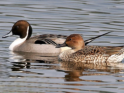 Parc national du Diawling