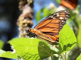 Réserve de biosphère du papillon monarque