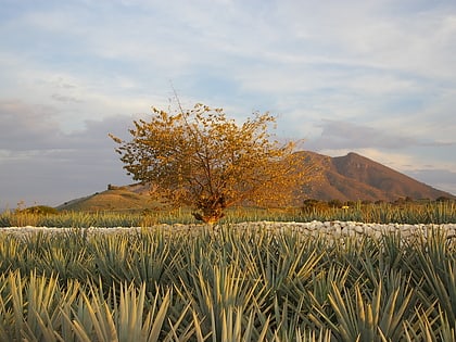 Paysage d'agaves et anciennes installations industrielles de Tequila
