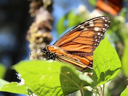 mariposa monarca angangueo