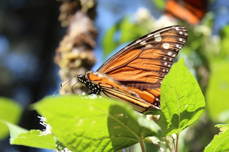 reserve de biosphere du papillon monarque angangueo