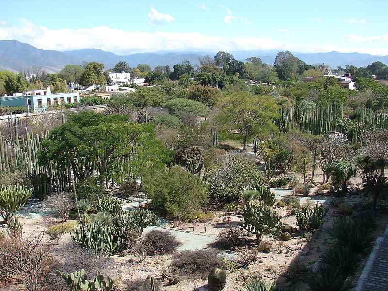 Jardín Etnobotánico