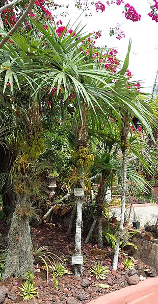 Jardins botaniques de Vallarta