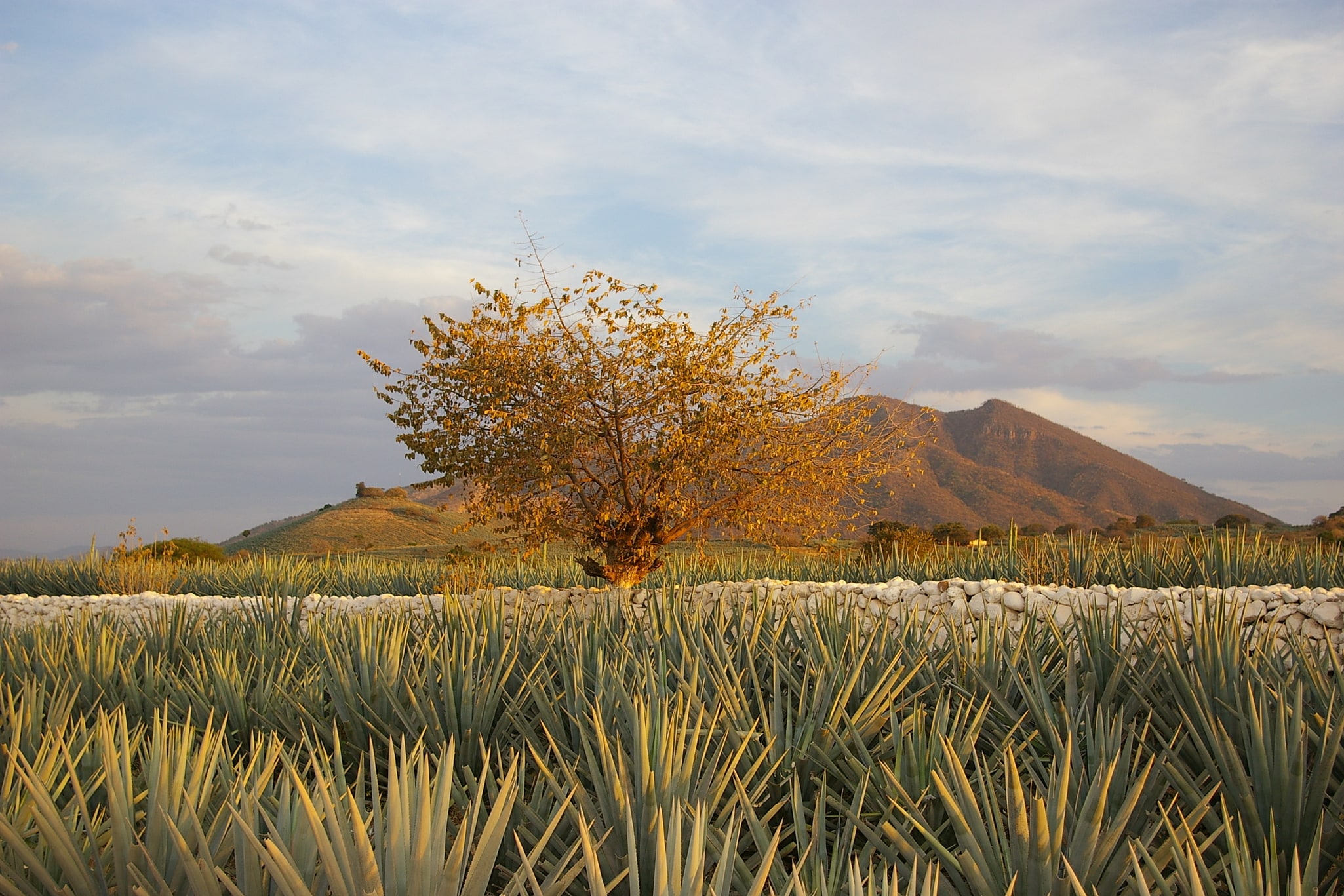 Tequila, Mexiko