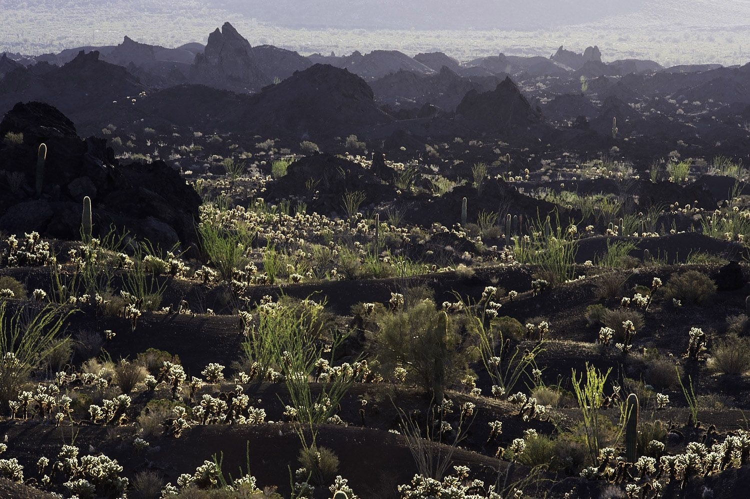 Réserve de biosphère El Pinacate et le Grand désert d'Altar, Mexique