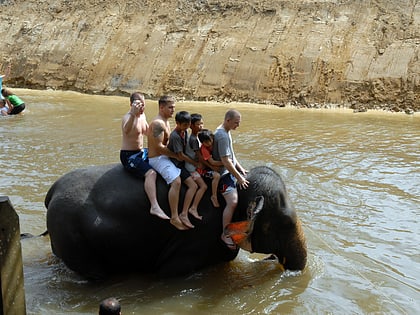 sanktuarium sloni kuala gandah rezerwat dzikich zwierzat krau