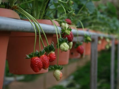 big red strawberry farm brinchang
